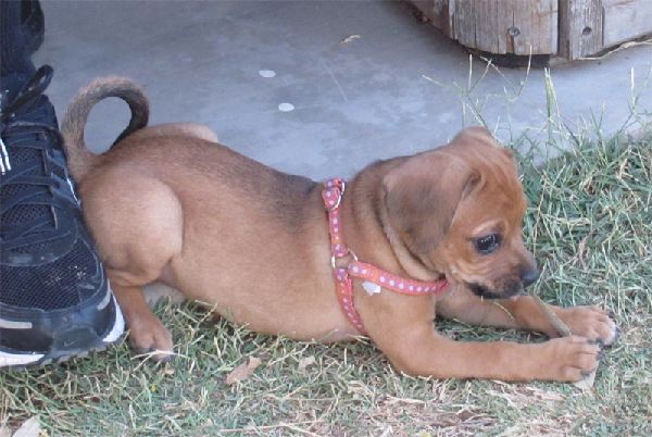Andie, a dog trained by Access To Service
