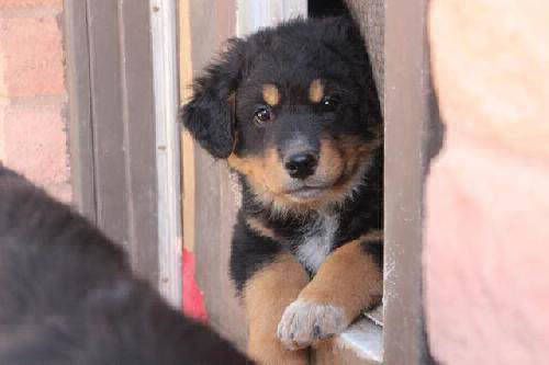 Asher, a dog trained by Access To Service