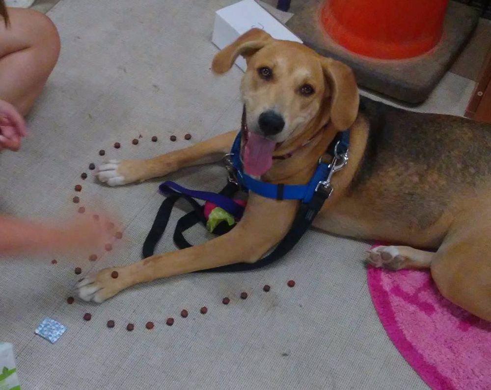 Bailey, a dog trained by Access To Service