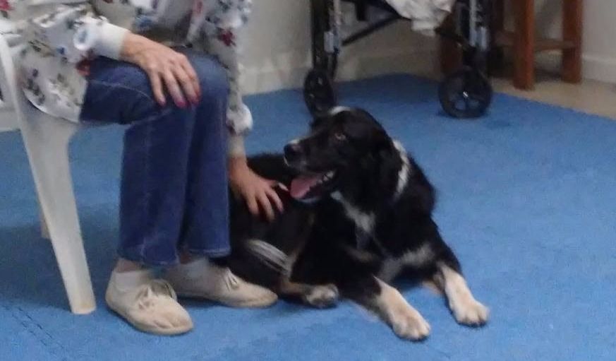 Cody, a dog trained by Access To Service