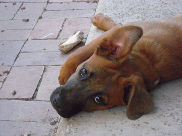 Dakota, a dog trained by Access To Service