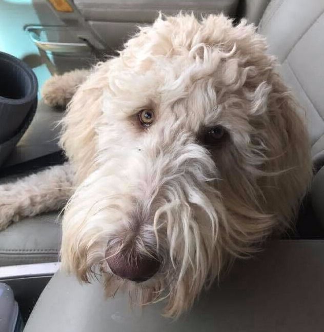 Darby, a dog trained by Access To Service