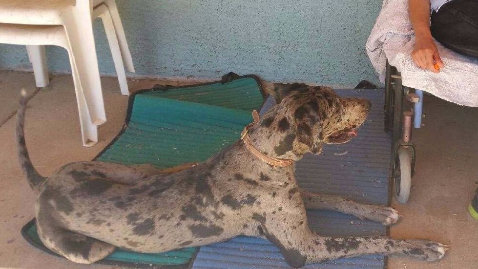 Devon, a dog trained by Access To Service