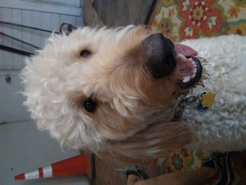 Jedi, a dog trained by Access To Service
