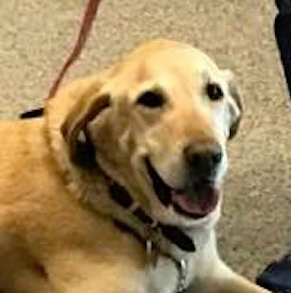 Kai, a dog trained by Access To Service
