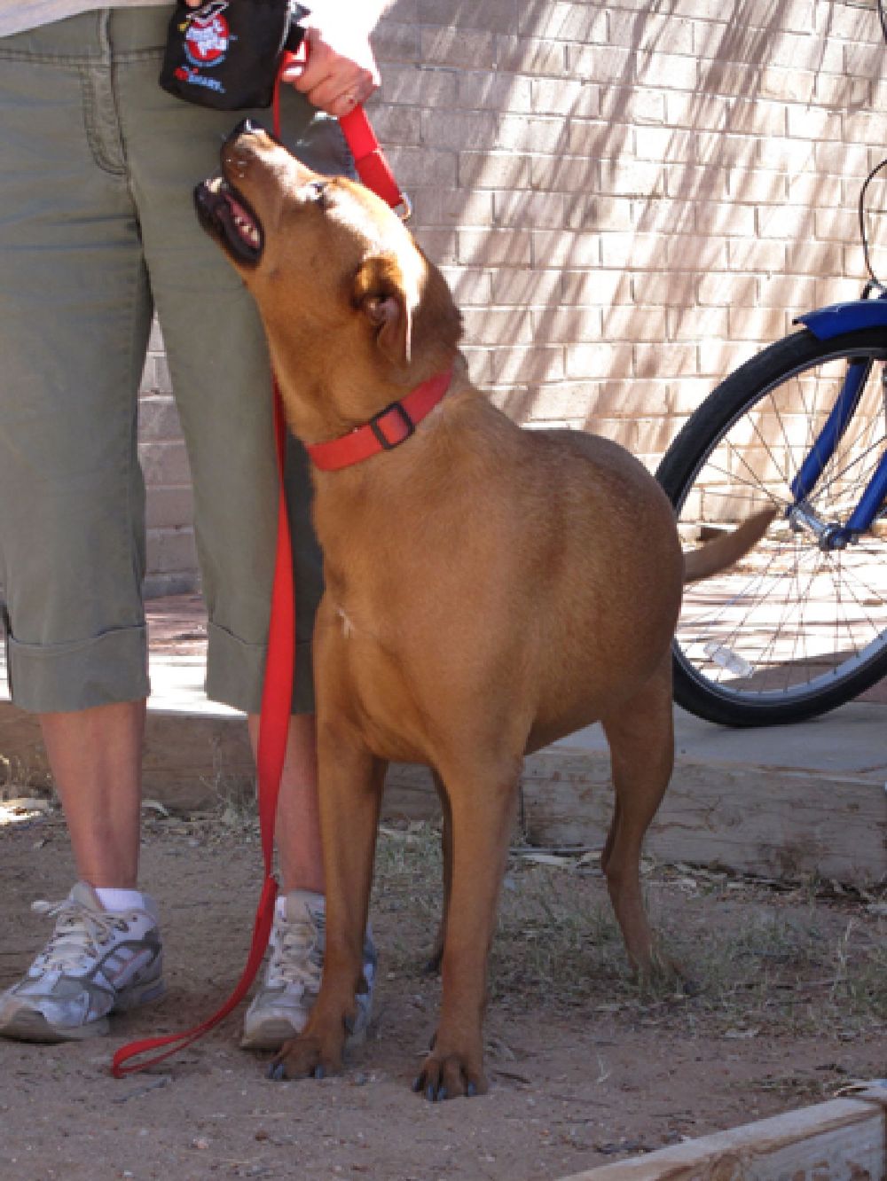 Lucy, a dog trained by Access To Service