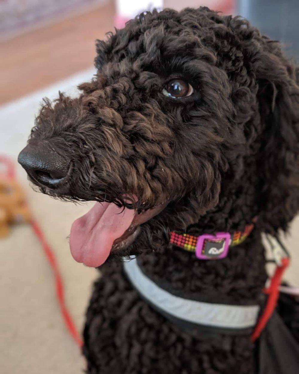 Luna, a dog trained by Access To Service