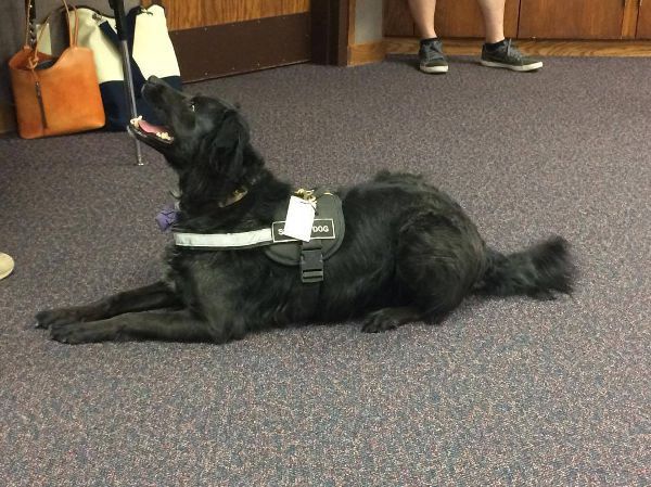 Micah, a dog trained by Access To Service