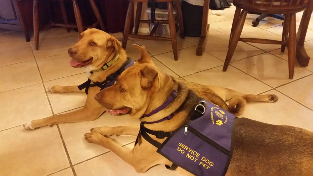 Mugs & Skittles, a dog trained by Access To Service