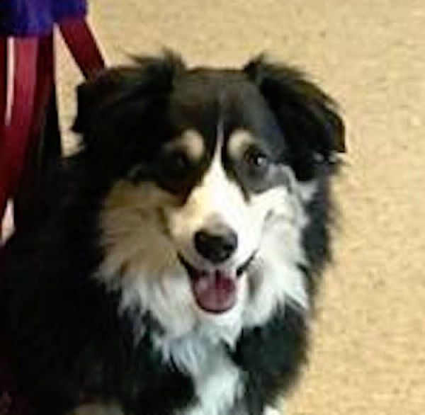 Sophie, a dog trained by Access To Service