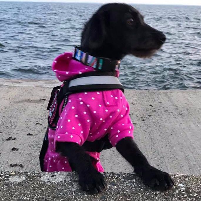 Stella, a dog trained by Access To Service