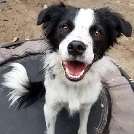 Frookie, a dog trained by Access To Service