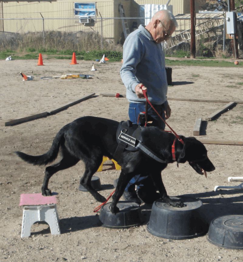Boswick, a dog trained by Access To Service
