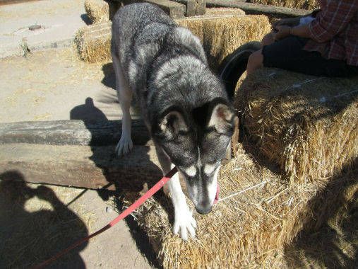 Hugo, a dog trained by Access To Service