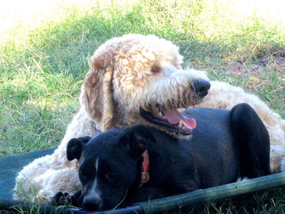 Parker & Piri, a dog trained by Access To Service