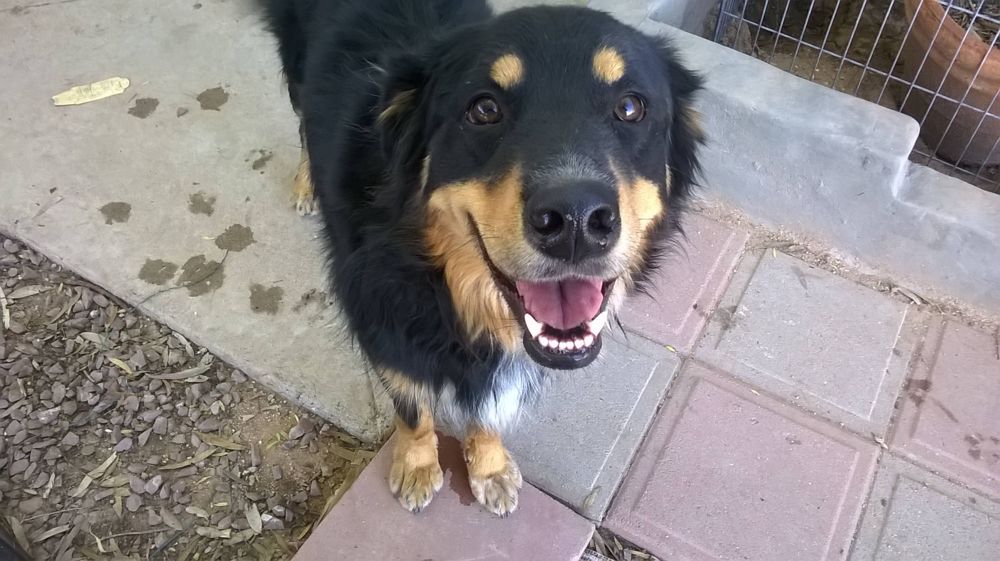 Asher, all grown up, a dog trained by Access To Service
