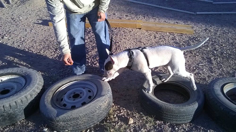 Max, a dog trained by Access To Service