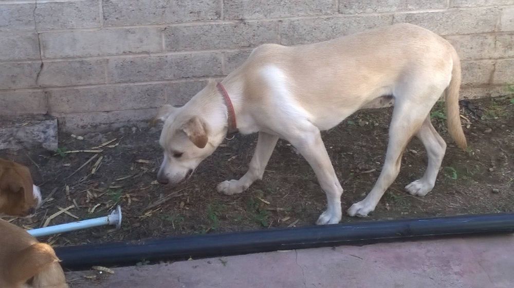Dean, a dog trained by Access To Service