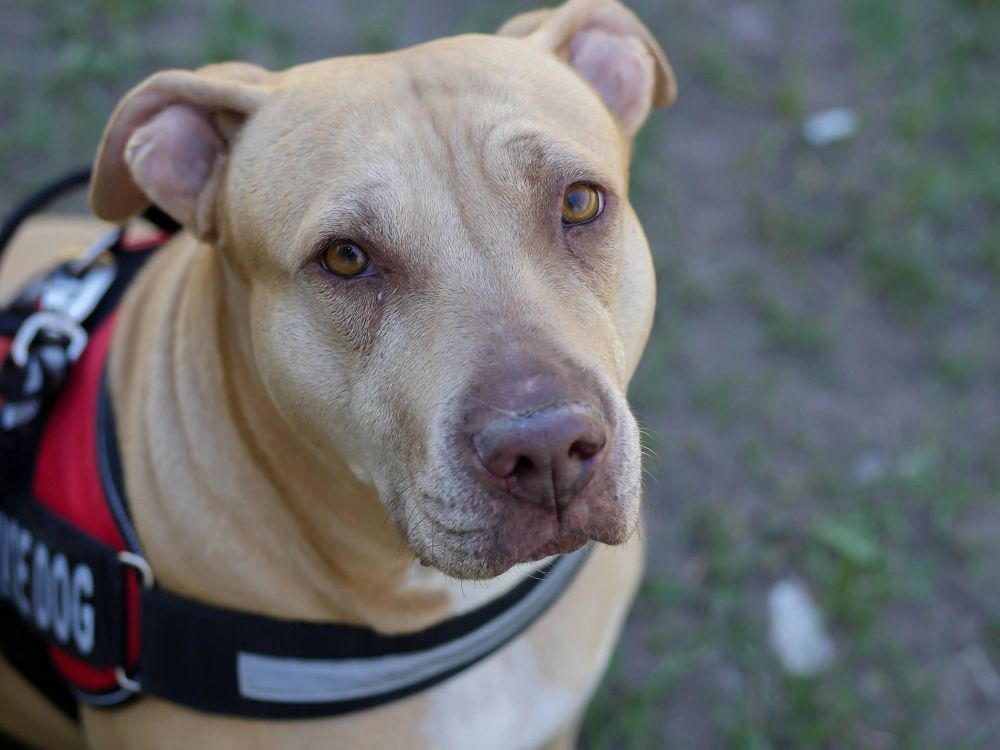 Dani, a dog trained by Access To Service