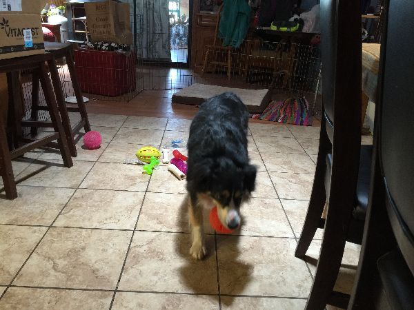 Sophie, a dog trained by Access To Service