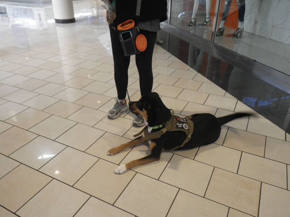 Gillian, a dog trained by Access To Service