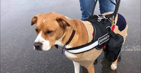 Caoimhe, a dog trained by Access To Service