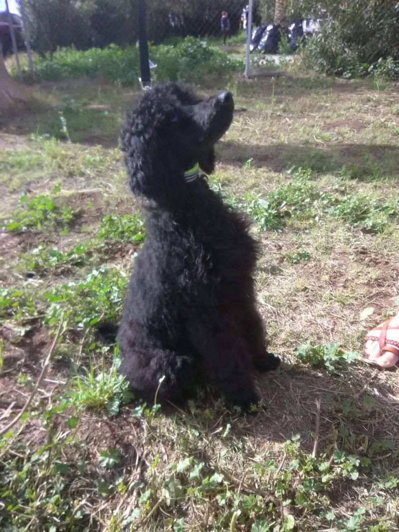 Luna, a dog trained by Access To Service