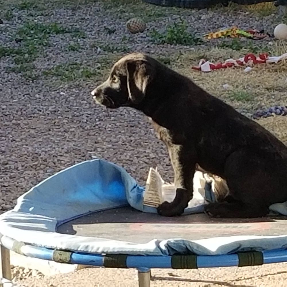 Apollo, a dog trained by Access To Service