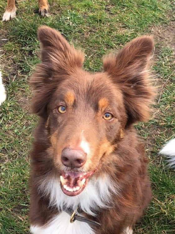 Stella, a dog trained by Access To Service