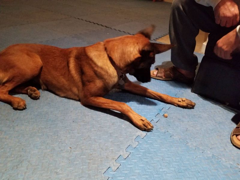 Penta, a dog trained by Access To Service